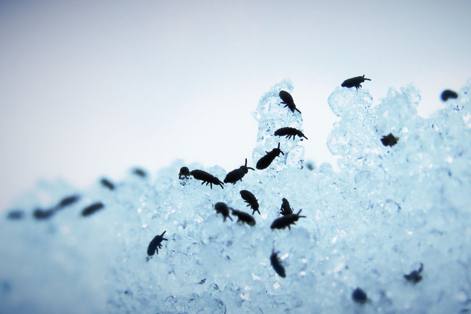 Como Agir se as Pragas Voltarem Apos Dedetizar