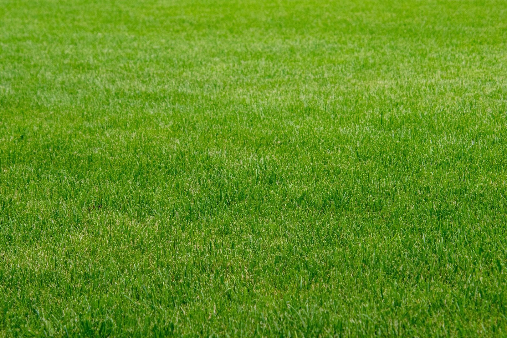 Como Evitar Mofo na Grama Sintetica